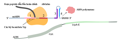Một số vi khuẩn có cơ chế bổ sung để điều hòa tổng hợp các enzyme tham gia vào quá trình sinh tổng hợp trytophan (Trp).  (ảnh 2)