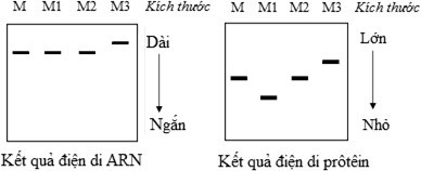 Một loài động vật, gene M mã hóa cho một loại enzim hoạt động trong tế bào chất. Có ba đột biến điểm khác nhau xảy ra trên các exon của gene M tạo ra các allele M1, M2 và M3 (ảnh 1)