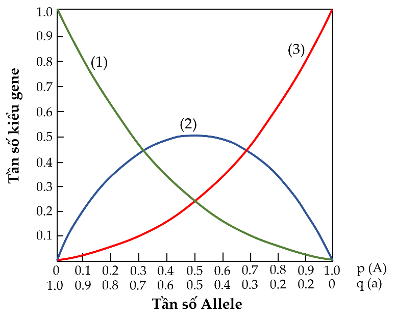 Đồ thị  biểu diễn mối quan hệ giữa tần số các kiểu gene AA, Aa và aa với tần số các allele A và a trong một quần thể.  (ảnh 1)