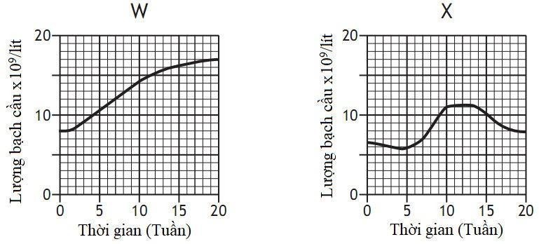 Xét nghiệm máu để đo số lượng bạch cầu (leucocytes. thường được sử dụng để chỉ ra tình trạng nhiễm trùng hoặc bệnh tật. (ảnh 1)