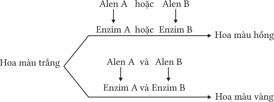 Ở 1 loài thực vật màu sắc hoa do hai cặp gene không allele thuộc hai cặp nhiễm sắc thể khác nhau quy định màu sắc, các gene này quy định các enzyme khác nhau cũng tham gia  (ảnh 1)