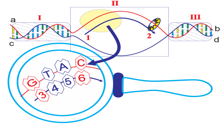 Câu 28:	Quan sát hình vẽ dưới đây và cho biết,phát biểu nào sau đây sai? (ảnh 1)