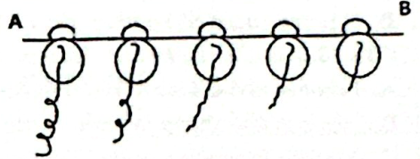 Hình bên mô tả quá trình dịch mã của 5 ribosome cùng trượt trên mRNA của sinh vật nhân sơ. Phát biểu nào sau đây đúng? (ảnh 1)
