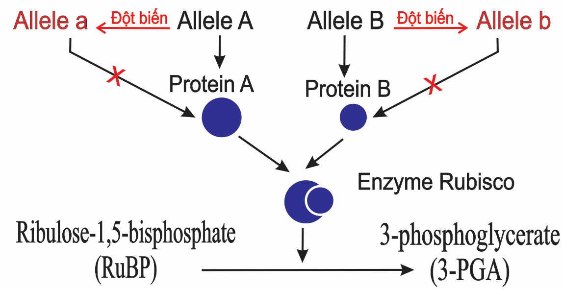 Hai gene mã hoá cho tiểu phần lớn và tiểu phần nhỏ của enzyme Rubisco. Một trong hai gene đột biến dẫn tới enzyme không có hoạt tính xúc tác phản ứng cố định CO2 trong quang hợp. (ảnh 2)