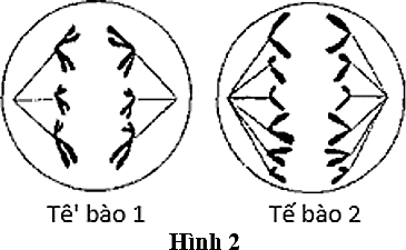 Các tế bào 1 và 2 trong Hình 2 được quan sát từ cùng một cơ thể ở một loài động vật. Bộ NST lưỡng bội (2n) bằng bao nhiêu?  A. 2n = 24.	B. 2n = 6.	C. 2n =12.	D. 2n =8. (ảnh 1)