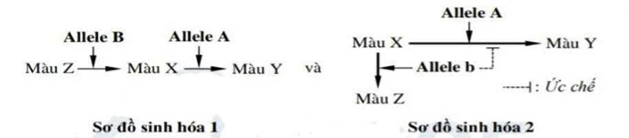 Ở một loài hoa, tính trạng màu sắc hoa (màu loại X, Y và Z) do hai cặp gene tương tác với nhau quy định (theo sơ đồ sinh hóa 1 và sơ đồ sinh hóa 2 dưới đây),  (ảnh 2)