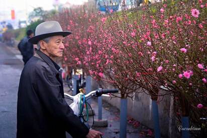 Cảm nhận cuộc sống - Cụ &Ocirc;ng mua hoa Đ&agrave;o cho cụ B&agrave;... | D&acirc;n 47 - Website  Giải Tr&iacute; Tổng Hợp