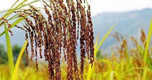 Hương vị nếp qu&ecirc;