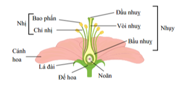 Cho cấu tạo đầy đủ của cùng một hoa lưỡng tính như hình dưới. Phát biểu nào sau đây sai? (ảnh 1)