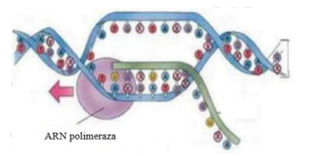 Hình sau mô tả quá trình sinh tổng hợp một đại phân tử trong tế bào. Theo lí thuyết, nhận định nào sau đây sai? (ảnh 1)