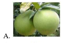 Quả nào dưới đây có vần ''anh