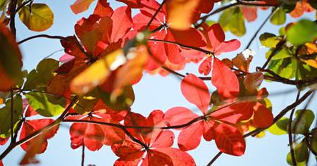 TOP 36 b&agrave;i văn Tả c&acirc;y b&agrave;ng lớp 4 hay nhất (Sơ đồ tư duy)