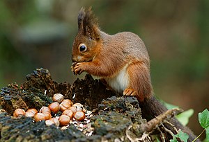 Họ S&oacute;c &ndash; Wikipedia tiếng Việt