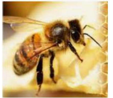 Em hãy chọn các tiếng để ghép thành từ phù hợp với tranh:  ong, ông, mận, mật, bóng (ảnh 1)