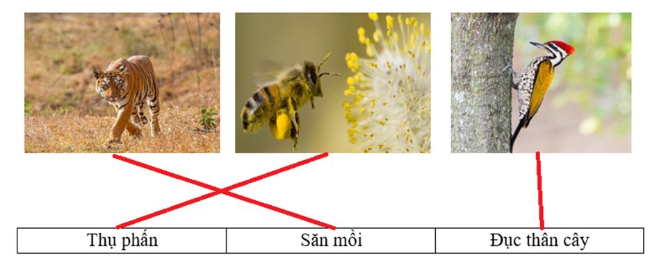 Nối các con vật với hoạt động phù hợp: (1 điểm)
(ảnh 2)