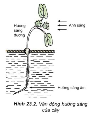 Quan sát hình ảnh dưới đây về đặc điểm cảm ứng ở thực vật và cho biết nhận định nào sau đây là không đúng? (ảnh 1)