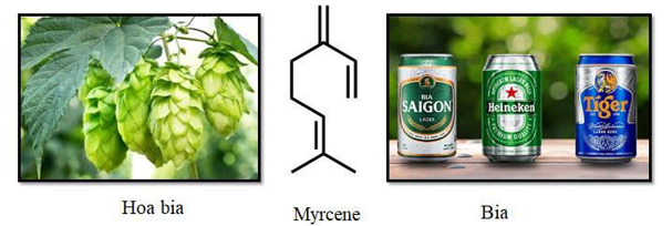 Myrcene là một hydrocarbon có trong hoa bia, nó làm cho bia có hương vị và mùi thơm đặc trưng. Công thức của myrcene được cho dưới đây: (ảnh 1)