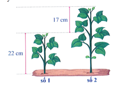 Chiều cao của cây số 2 là: … (ảnh 1)