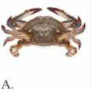 Tên con vật nào dưới đây chứa tiếng có vần 