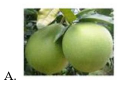 Giải câu đố sau: Quả gì như quả bóng xanh Đung đưa trên cành chờ tết Trung thu? (ảnh 1)