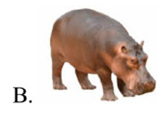 Tên những con vật nào có âm