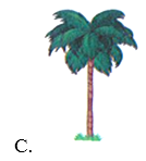 Cây cao nhất là: (ảnh 3)