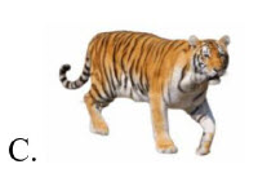 Tên những con vật nào có âm