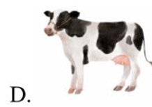 Tên những con vật nào có âm