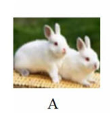 Tên con vật nào dưới đây có vần “uôt”? (ảnh 1)