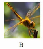 Tên con vật nào dưới đây có vần “uôt”? (ảnh 2)