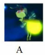 Tên con vật nào chứa tiếng có vần