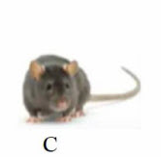 Tên con vật nào dưới đây có vần “uôt”? (ảnh 3)