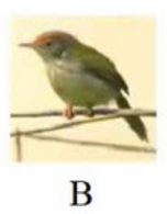 Tên con vật nào chứa tiếng có vần