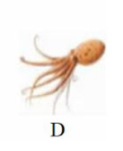 Tên con vật nào dưới đây có vần “uôt”? (ảnh 4)