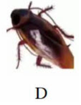 Tên con vật nào chứa tiếng có vần