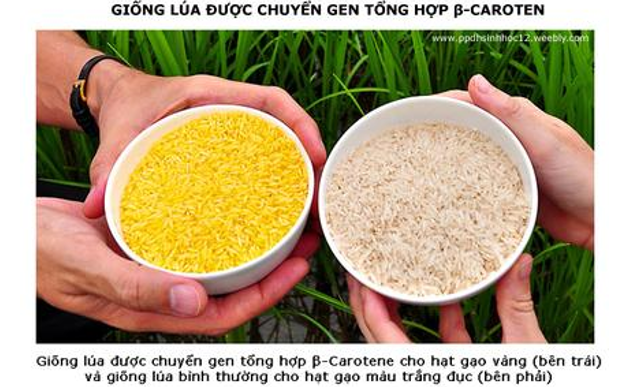 I. Phân lập dòng tế bào có chứa DNA tái tổ hợp (ảnh 1)