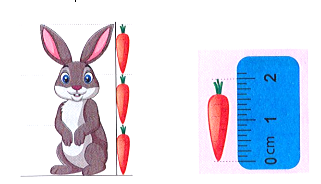 Chiều cao của con thỏ là: (ảnh 1)