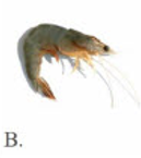 Tên con vật nào dưới đây chứa tiếng có vần 