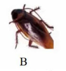 Tên con vật nào dưới đây có vần 