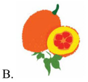 Đâu là quả gấc? (ảnh 2)