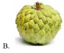 Giải câu đố sau: Quả gì như quả bóng xanh Đung đưa trên cành chờ tết Trung thu? (ảnh 3)