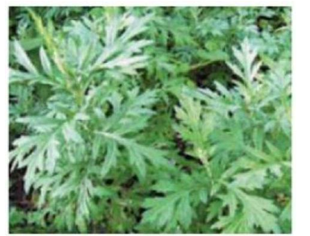 Em hãy chọn từ thích hợp điền vào chỗ trống trong câu sau:   Rau ....... có thể chữa được bệnh đau đầu. (ảnh 1)