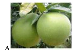 Tên loại quả nào có vần