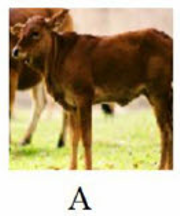 Tên con vật nào sau đây có vần 