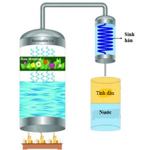 Ngày nay, để chiết xuất tinh dầu từ thực vật, con người đã biết áp dụng rất nhiều phương pháp như: lôi cuốn hơi nước, dung môi, ép lạnh… (ảnh 1)