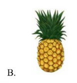 Tên những sự vật nào có