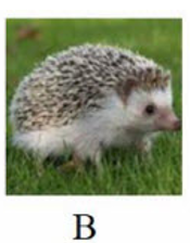 Tên con vật nào sau đây có vần 