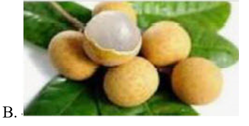 Hình nào dưới đây là quả vải? (ảnh 3)