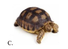 Tên những sự vật nào có