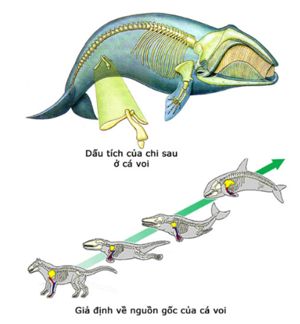 Hình ảnh dưới đây mô tả dấu tích chi sau ở cá voi - đây là cơ quan thoái hóa, bắt nguồn từ một cơ quan (ảnh 1)